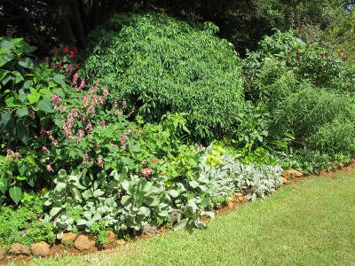 Maleny Garden Club