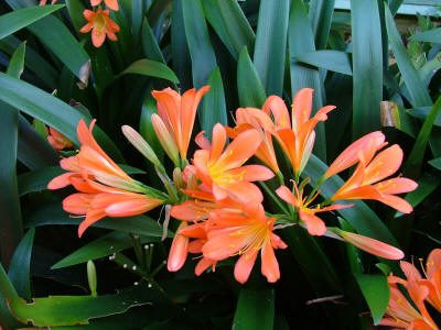 Maleny Garden Club