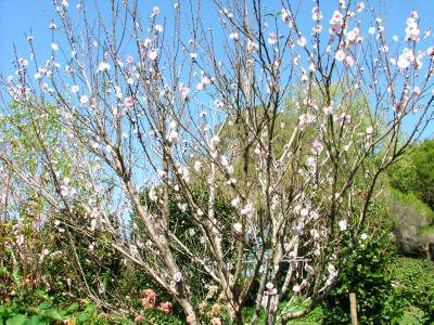 Maleny Garden Club