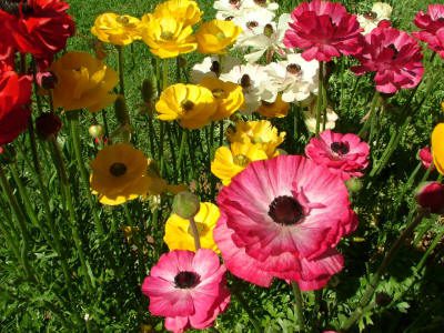 Maleny Garden Club