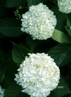 Maleny Garden Club