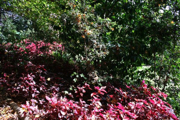 Maleny Garden Club