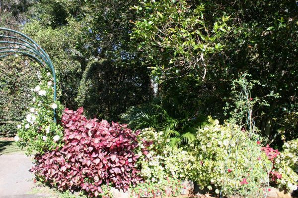 Maleny Garden Club