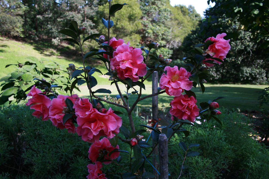 Maleny Garden Club