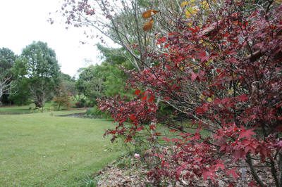 Maleny Garden Club