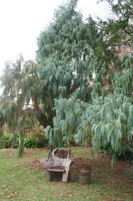 Maleny Garden Club