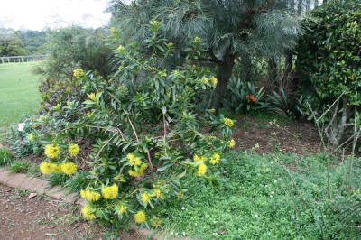 Maleny Garden Club
