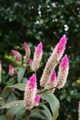 Maleny Garden Club