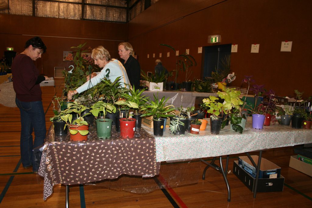 Maleny Garden Club