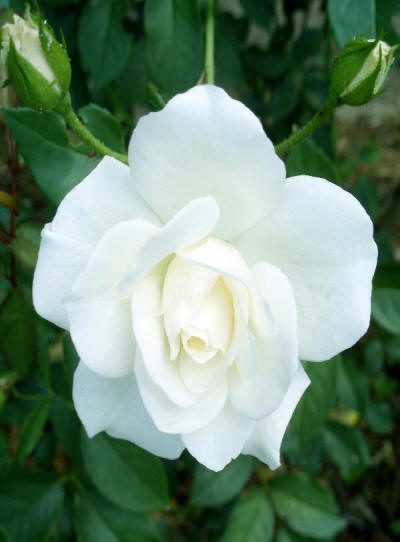 Maleny Garden Club