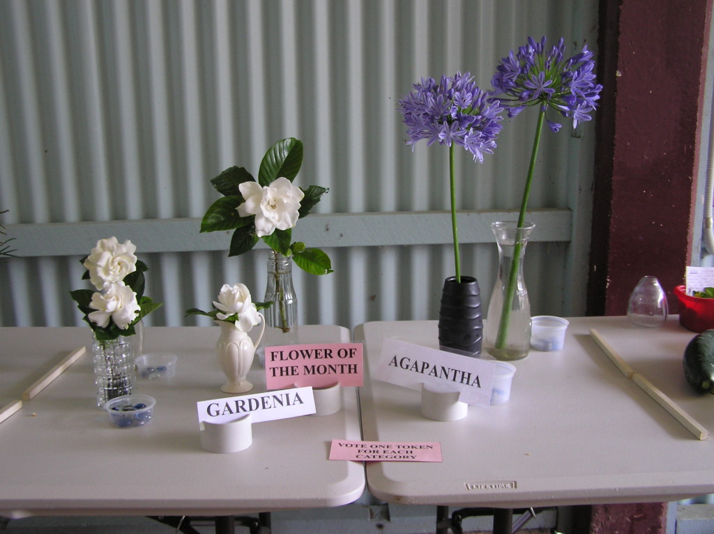Maleny Garden Club