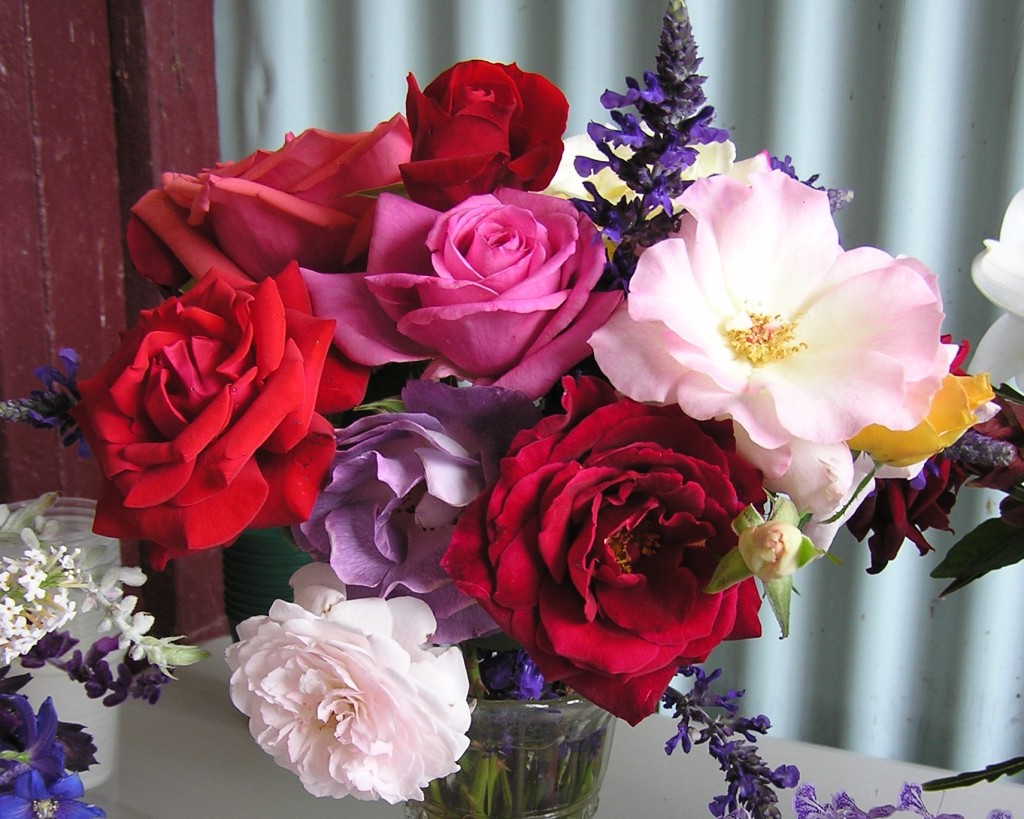 Maleny Garden Club