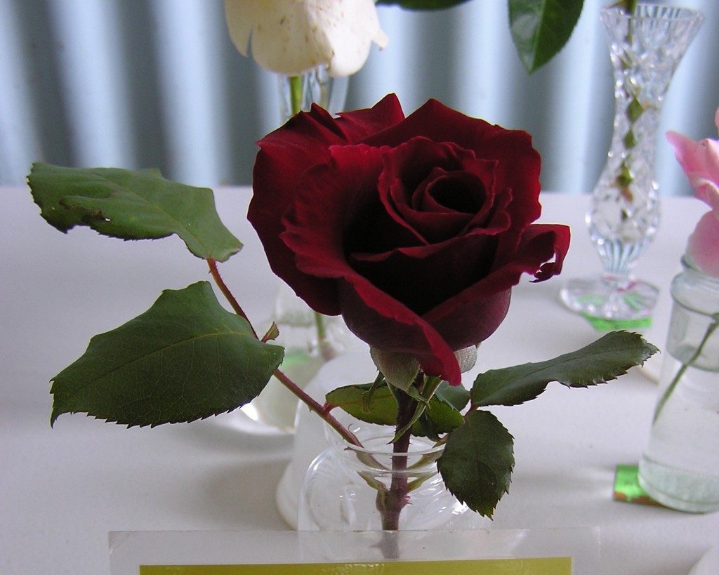 Maleny Garden Club
