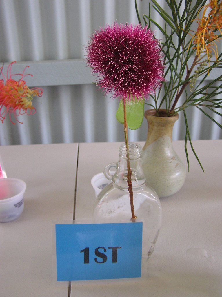Maleny Garden Club