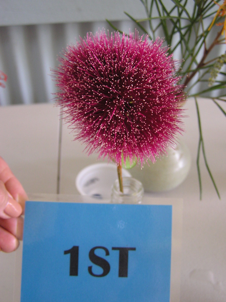 Maleny Garden Club