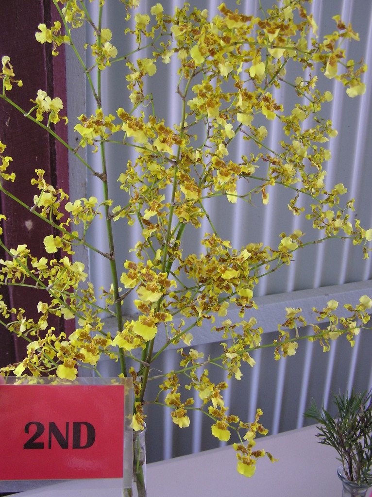 Maleny Garden Club