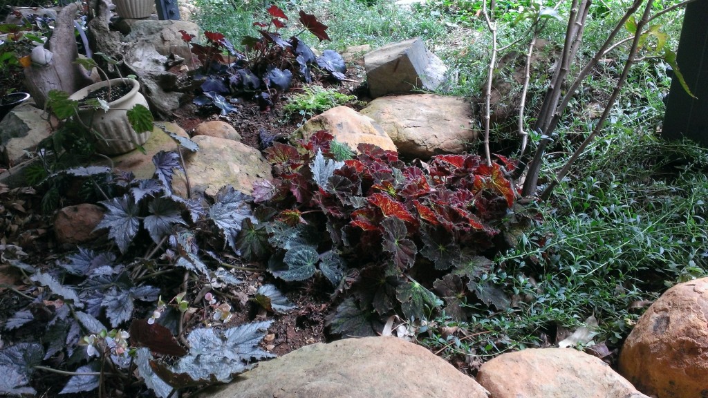 Maleny Garden Club