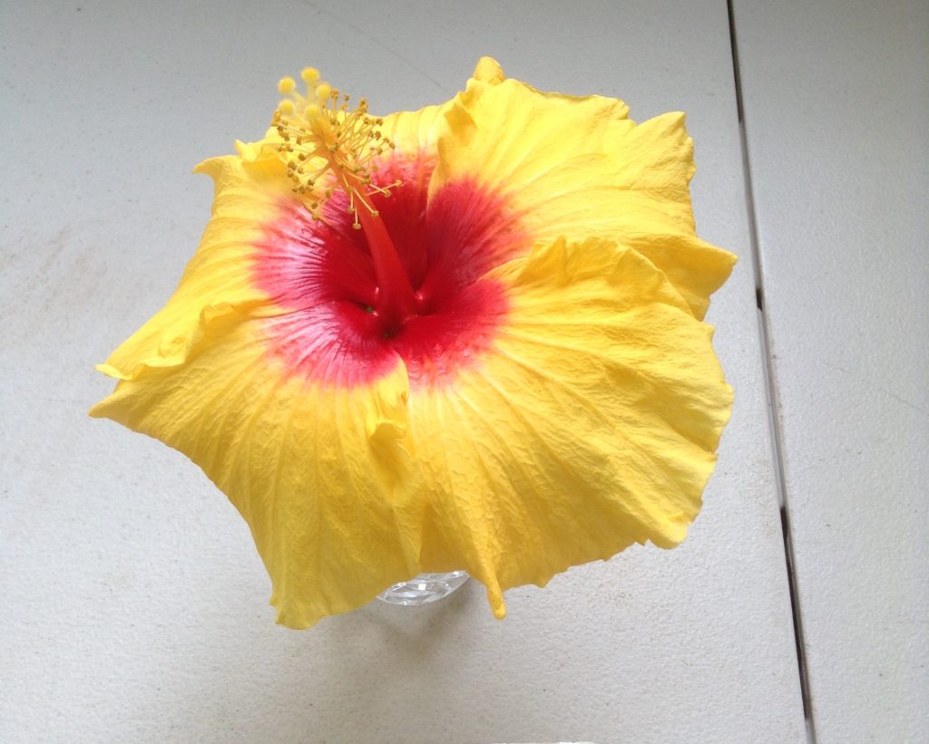 Maleny Garden Club