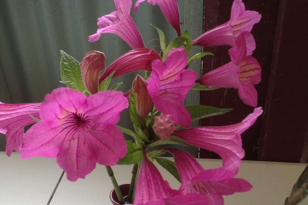 Maleny Garden Club