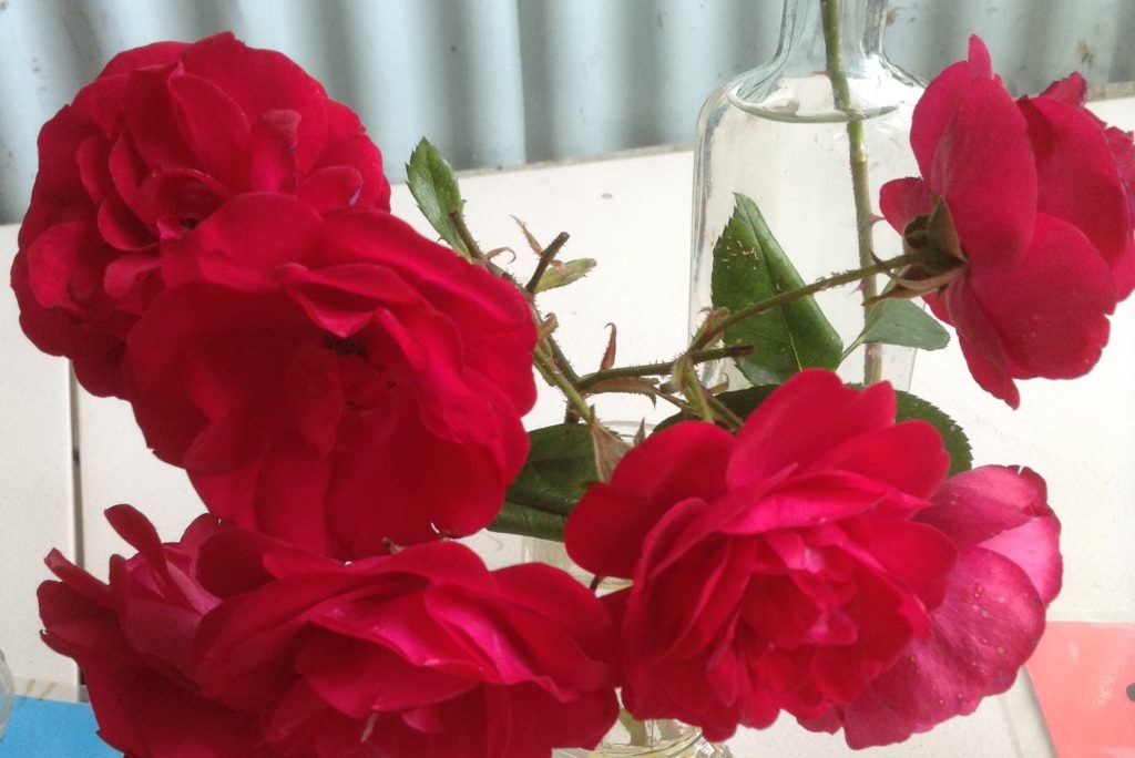 Maleny Garden Club