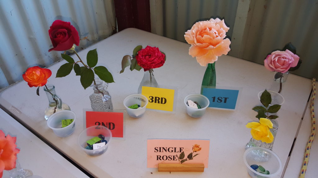 Maleny Garden Club