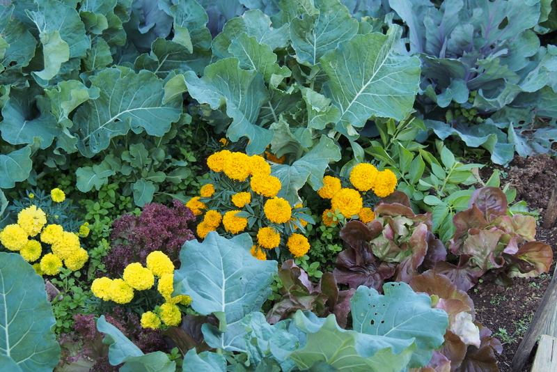 Maleny Garden Club