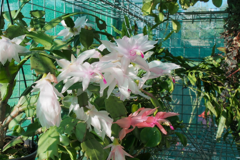 Maleny Garden Club