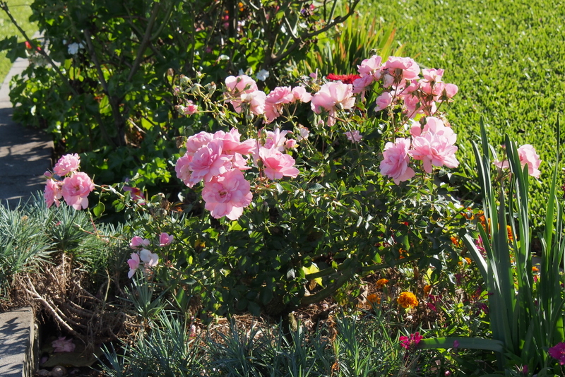 Maleny Garden Club