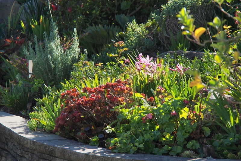 Maleny Garden Club