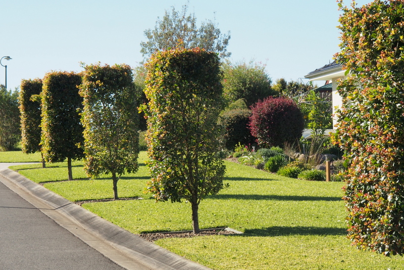 Maleny Garden Club