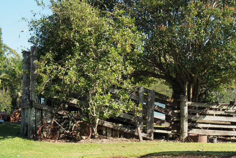 Maleny Garden Club