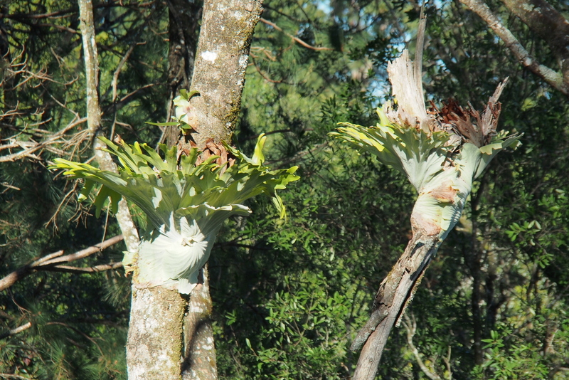 Maleny Garden Club