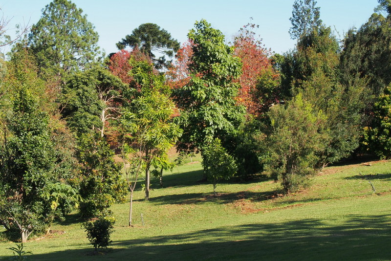 Maleny Garden Club