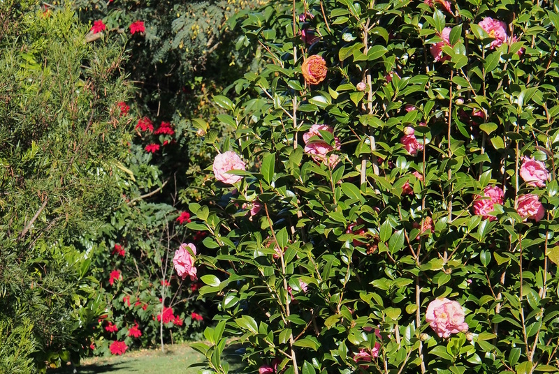 Maleny Garden Club