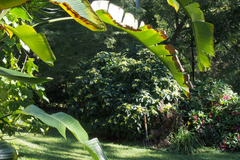 Maleny Garden Club