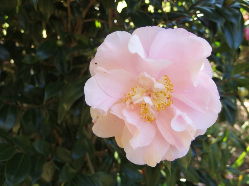 Maleny Garden Club