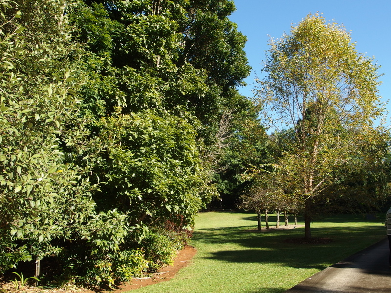 Maleny Garden Club