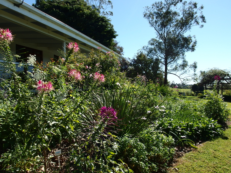 Maleny Garden Club