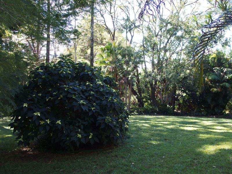 Maleny Garden Club