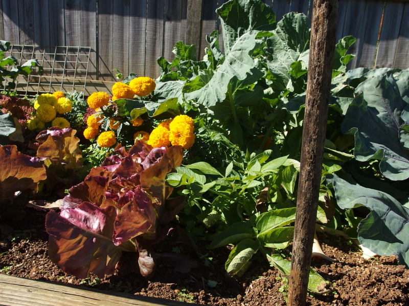 Maleny Garden Club