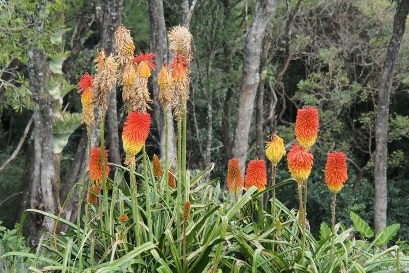 Maleny Garden Club