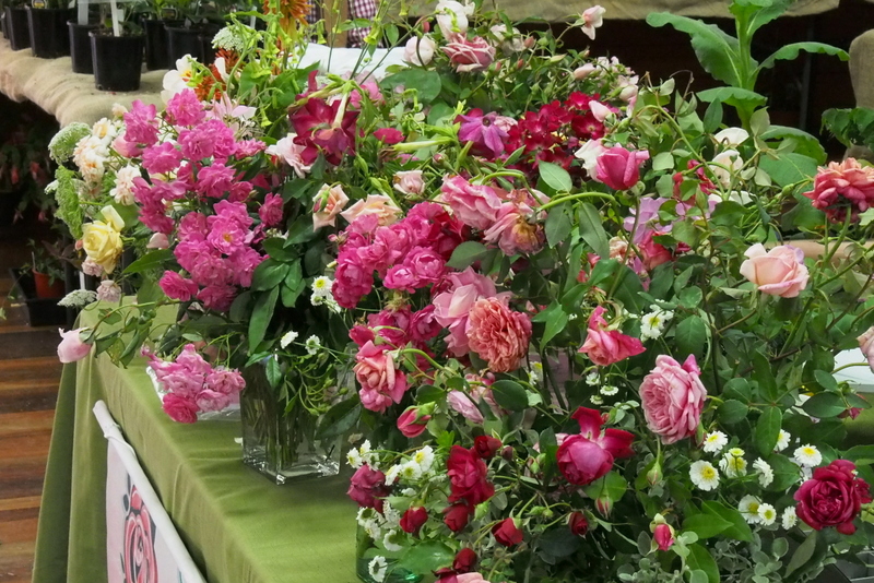 Maleny Garden Club