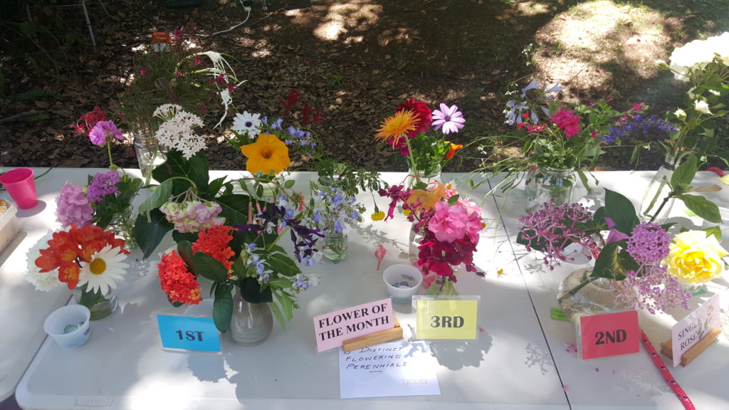 Maleny Garden Club