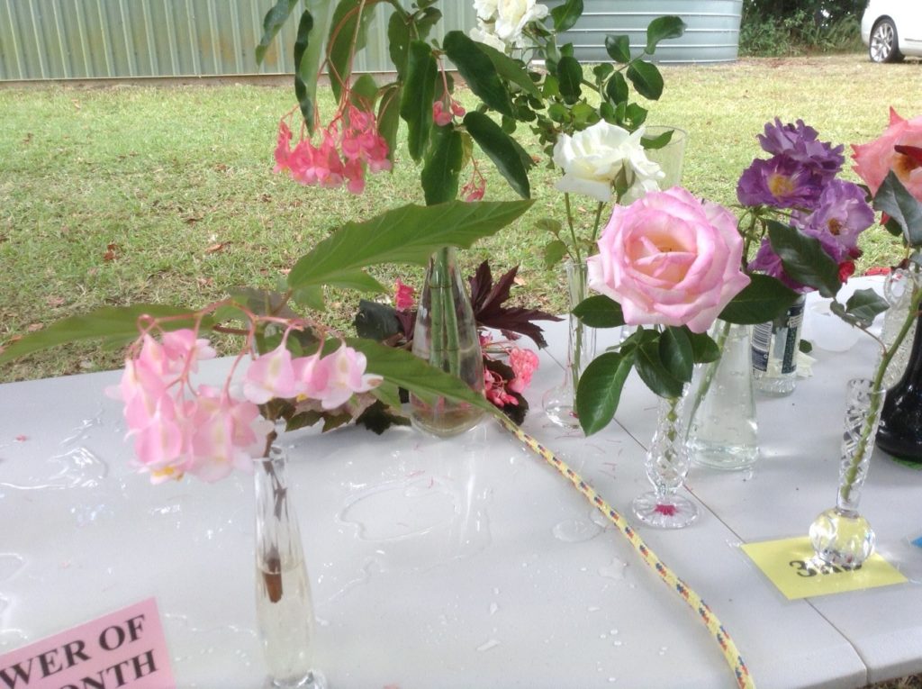 Maleny Garden Club