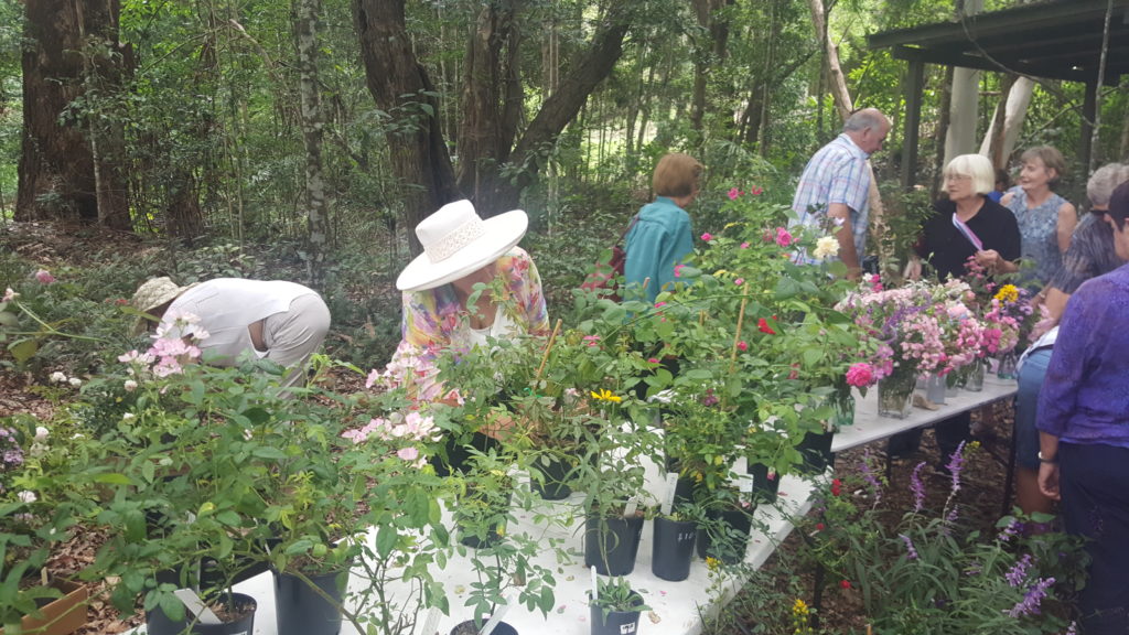 Maleny Garden Club