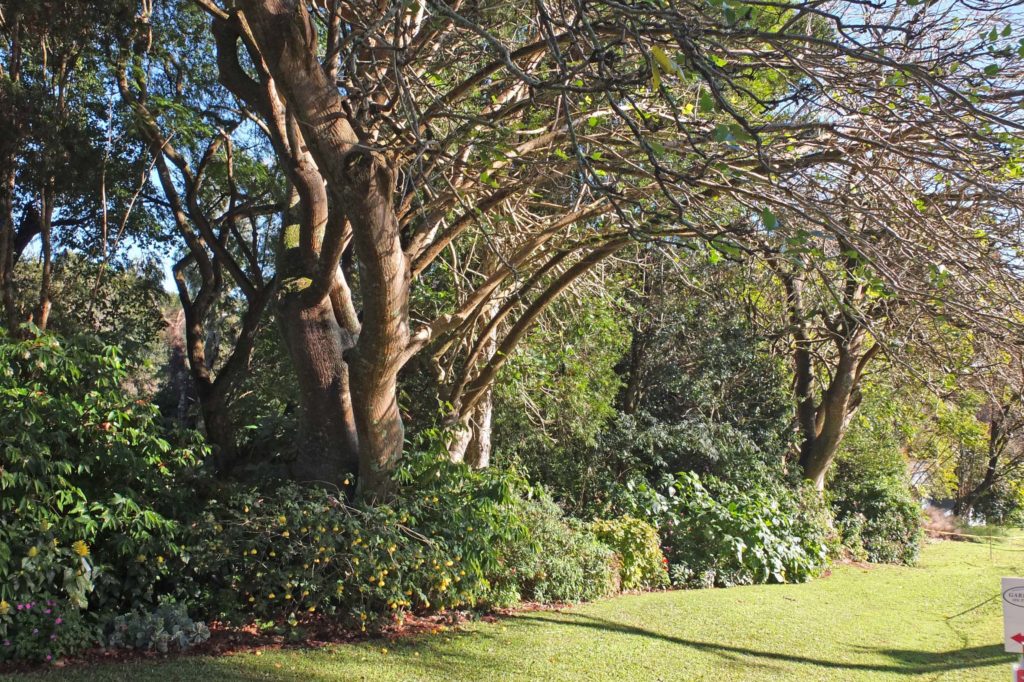 Maleny Garden Club