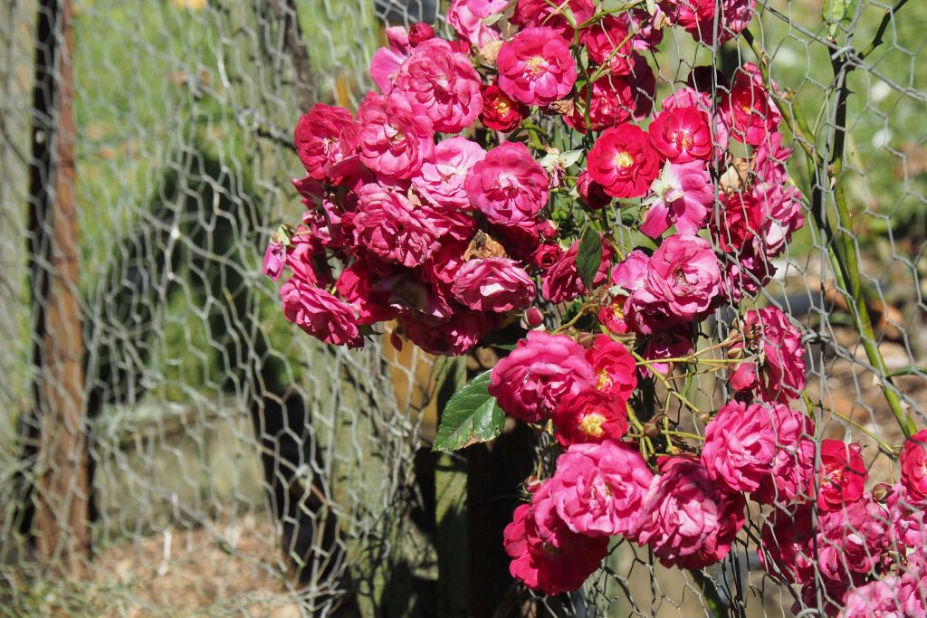 Maleny Garden Club