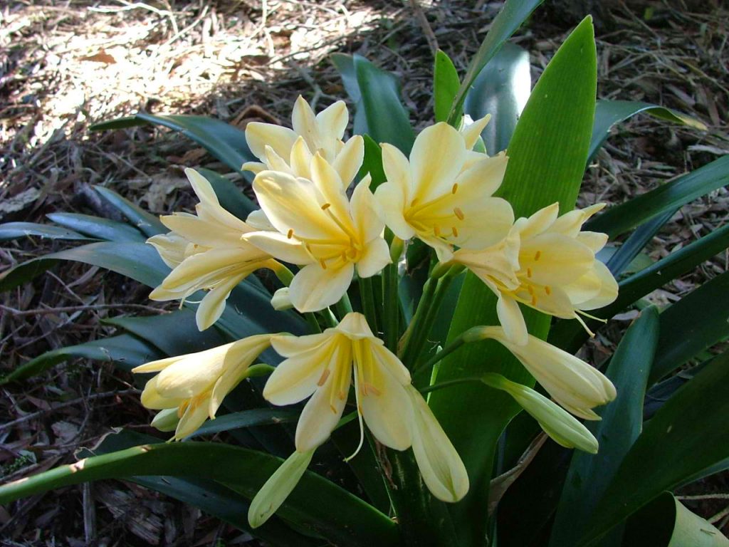 Maleny Garden Club