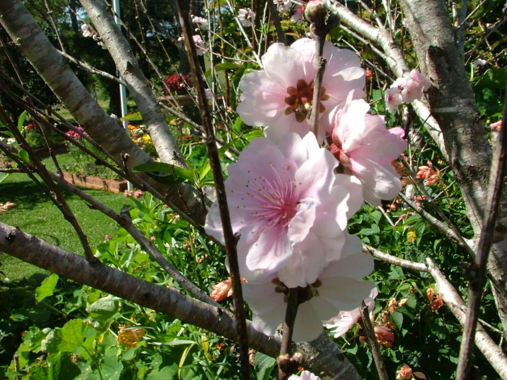 Maleny Garden Club