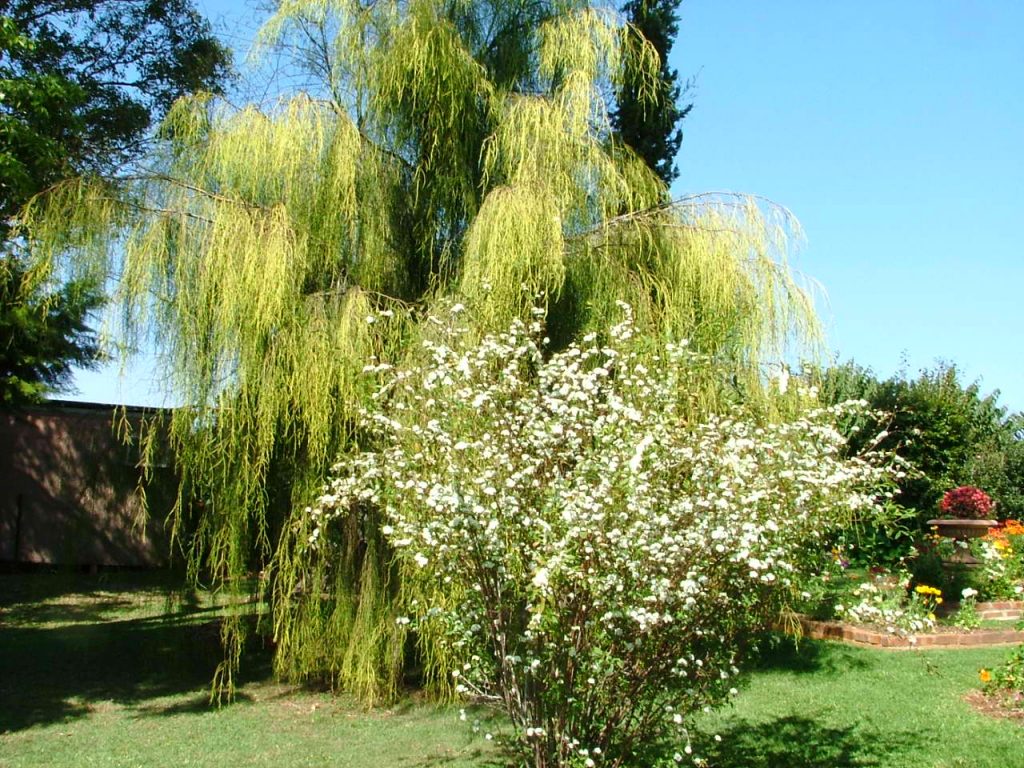 Maleny Garden Club